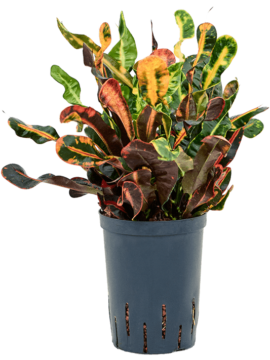 Planta naturala de interior Tuft D20xH40cm Croton (Codiaeum) variegatum 'Mammi' P15/19cm in hidrogranule