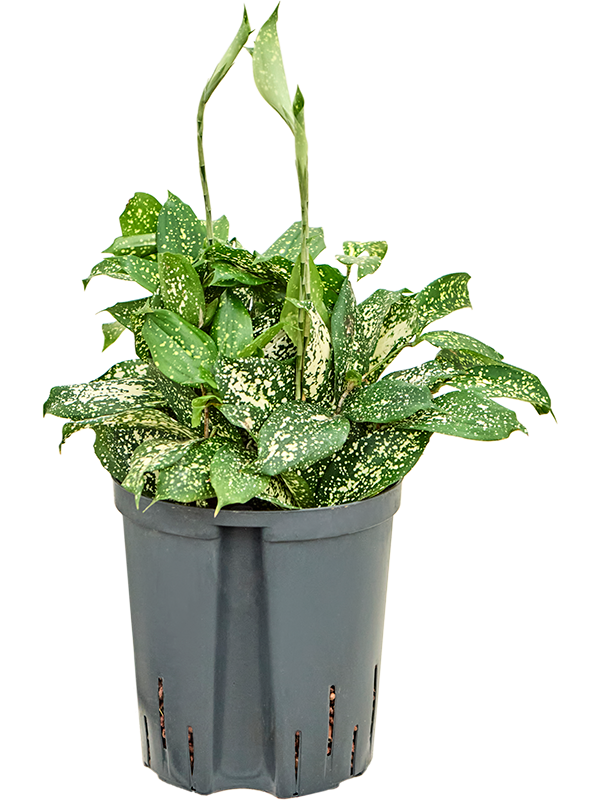 Planta naturala de interior Tuft D20xH40cm Dracaena godseffiana 'Florida beauty' P18/19cm in hidrogranule