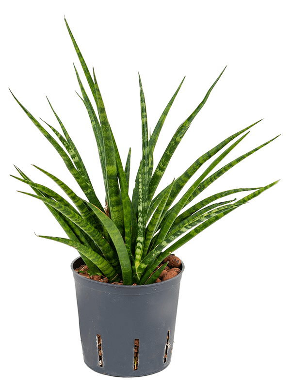 Planta naturala de interior Tuft D20xH40cm Sansevieria kirkii 'Fernwood' P13/12cm in hidrogranule