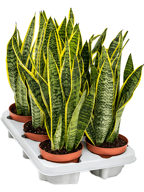 Planta naturala de interior Tuft D20xH40cm Sansevieria trifasciata 'Laurentii' PS12/10cm in pamant