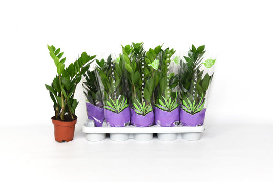 Planta naturala de interior Tuft D20xH40cm Zamioculcas zamiifolia 3pp PS12/10cm in pamant