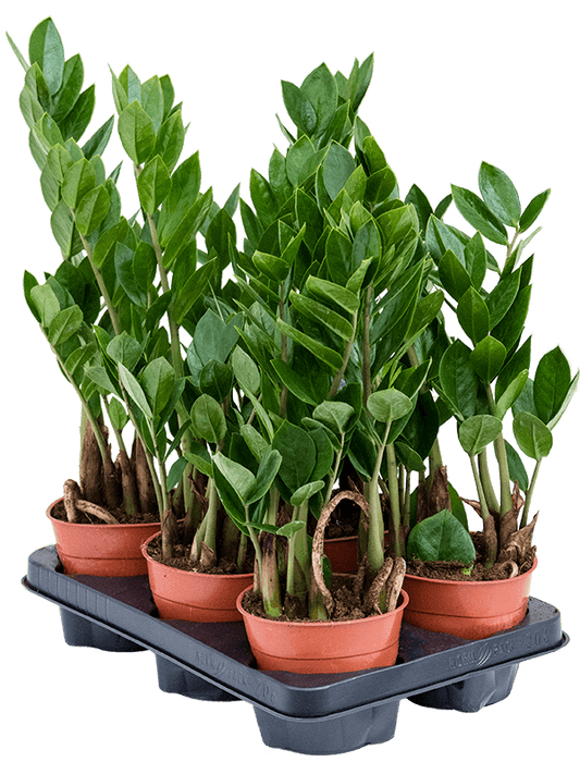 Planta naturala de interior Tuft D20xH40cm Zamioculcas zamiifolia PS12/10cm in pamant