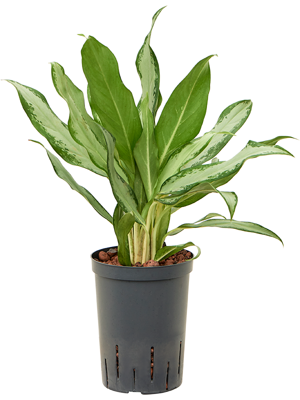 Planta naturala de interior Tuft D20xH45cm Aglaonema commutatum 'Silver lance' P15/19cm in hidrogranule