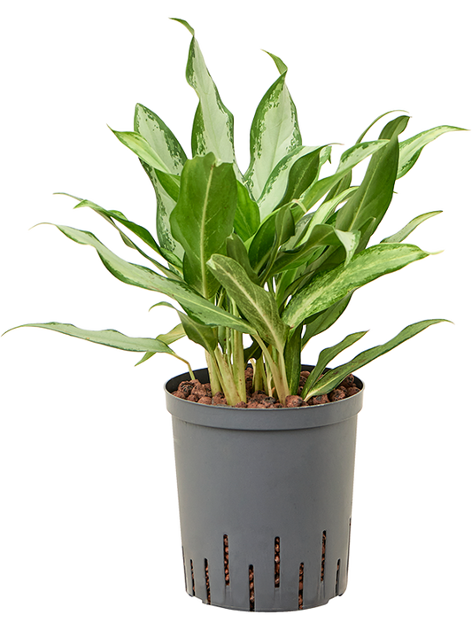 Planta naturala de interior Tuft D20xH45cm Aglaonema commutatum 'Silver lance' P18/19cm in hidrogranule
