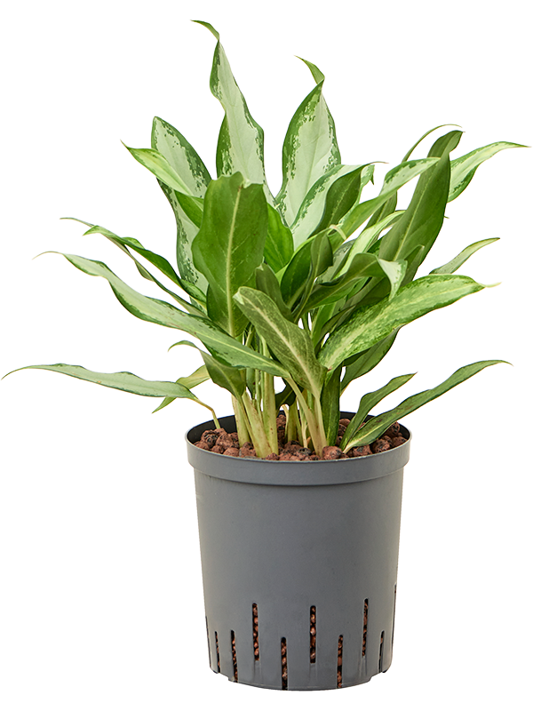 Planta naturala de interior Tuft D20xH45cm Aglaonema commutatum 'Silver lance' P18/19cm in hidrogranule