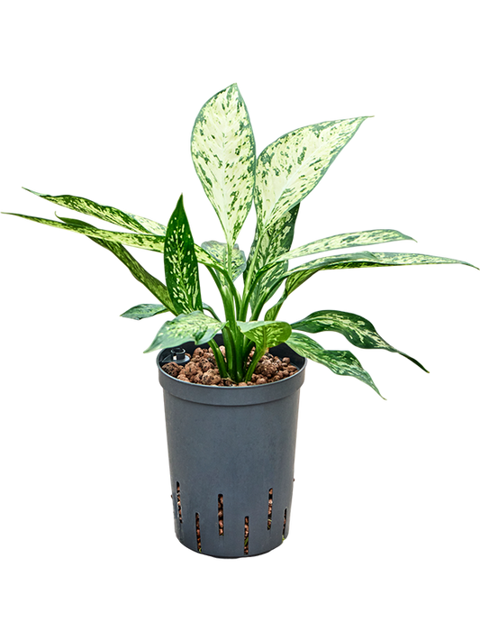 Planta naturala de interior Tuft D20xH45cm Dieffenbachia 'Vesuvius' P15/19cm in hidrogranule