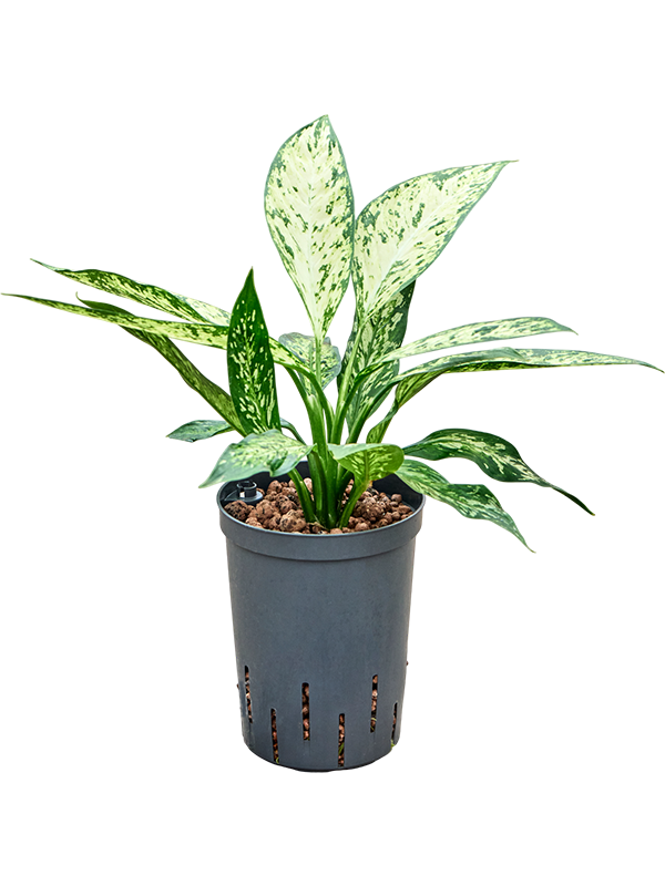 Planta naturala de interior Tuft D20xH45cm Dieffenbachia 'Vesuvius' P15/19cm in hidrogranule