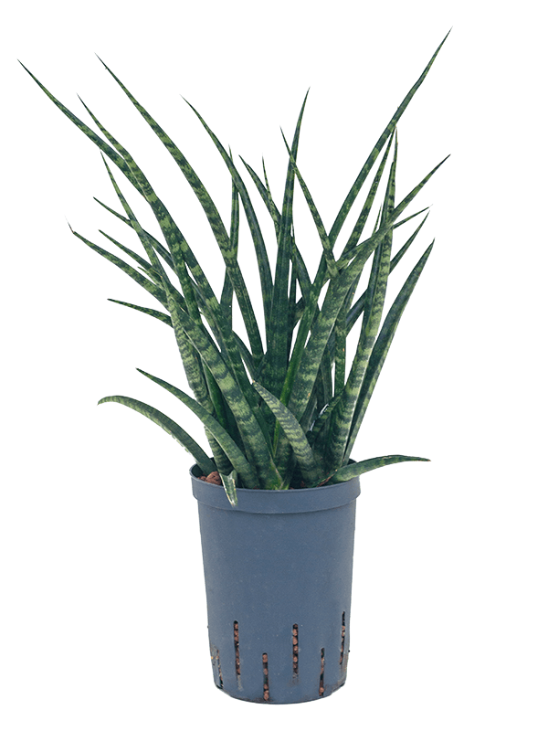 Planta naturala de interior Tuft D20xH45cm Sansevieria kirkii 'Fernwood' P15/19cm in hidrogranule