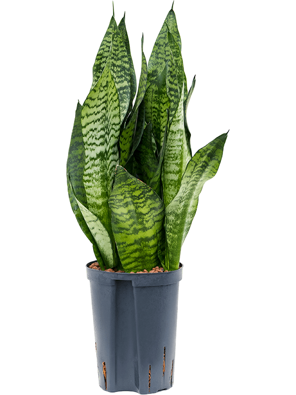 Planta naturala de interior Tuft D20xH45cm Sansevieria zeylanica 'Compacta' P15/19cm in hidrogranule