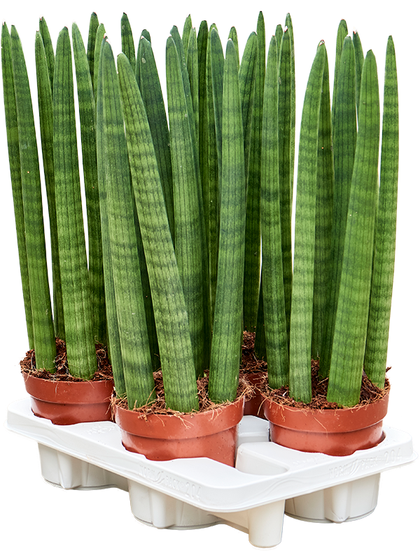 Planta naturala de interior Tuft D20xH50cm Sansevieria cylindrica 'Straight' PS14/11cm in pamant