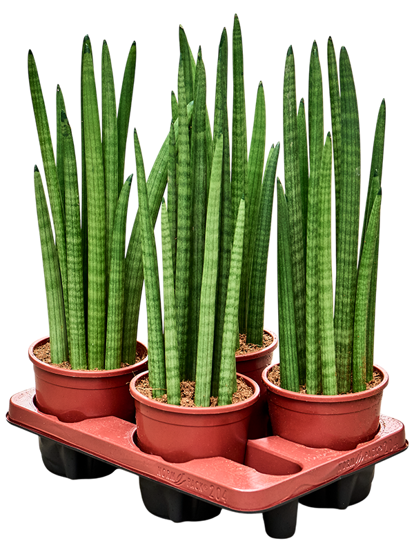 Planta naturala de interior Tuft D20xH50cm Sansevieria cylindrica 'Tower' PS14/12cm in pamant