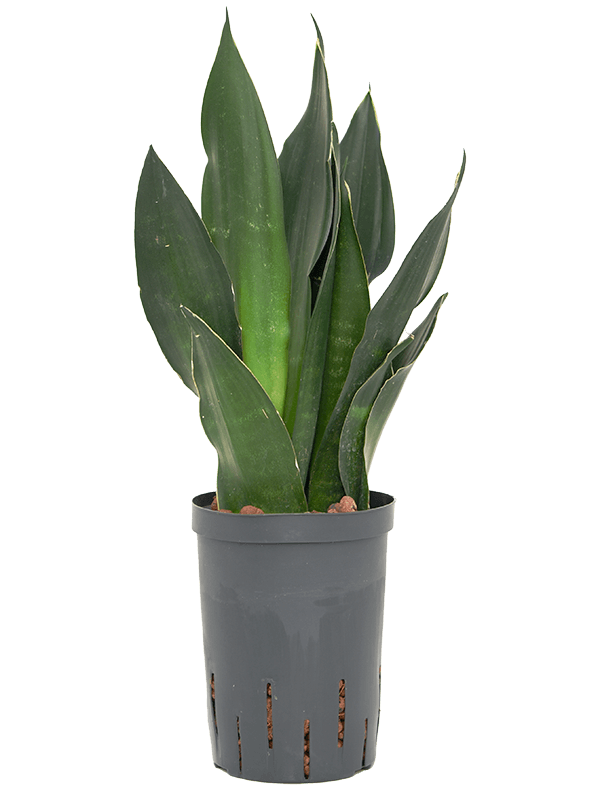 Planta naturala de interior Tuft D20xH50cm Sansevieria trifasciata 'Black Diamond' P15/19cm in hidrogranule