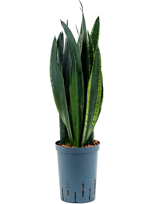 Planta naturala de interior Tuft D20xH50cm Sansevieria trifasciata 'Black Tiger' P15/19cm in hidrogranule