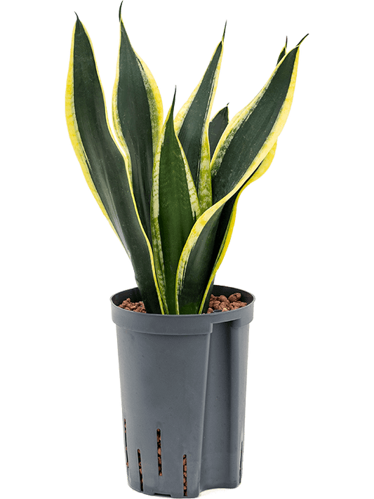 Planta naturala de interior Tuft D20xH50cm Sansevieria trifasciata 'Super Flame' P15/19cm in hidrogranule