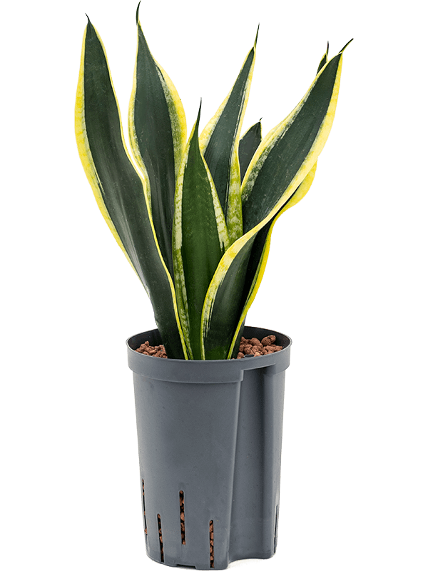 Planta naturala de interior Tuft D20xH50cm Sansevieria trifasciata 'Super Flame' P15/19cm in hidrogranule