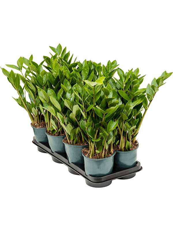 Planta naturala de interior Tuft D20xH50cm Zamioculcas zamiifolia PS14/13cm in pamant