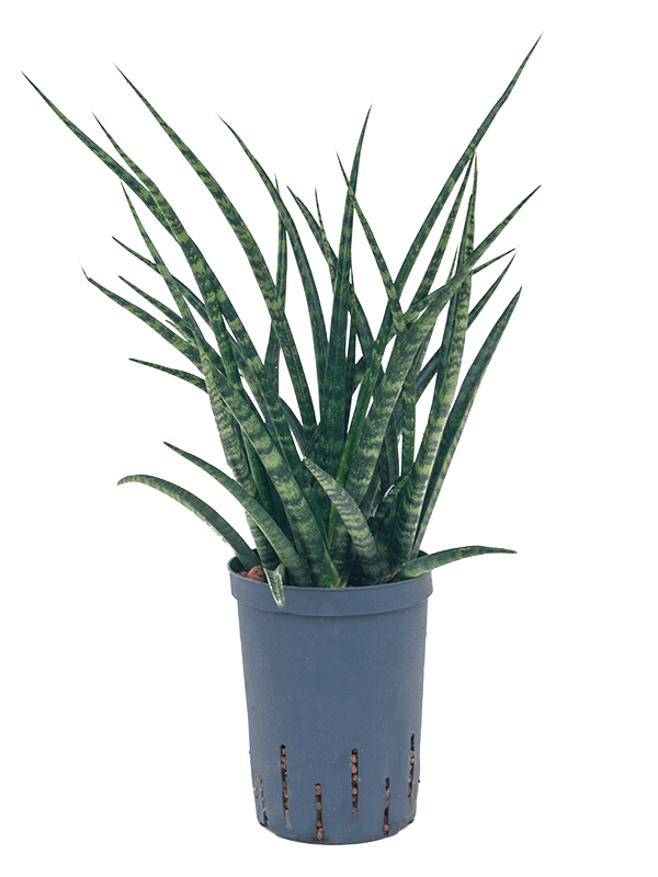 Planta naturala de interior Tuft D20xH55cm Sansevieria kirkii 'Fernwood' P15/19cm in hidrogranule