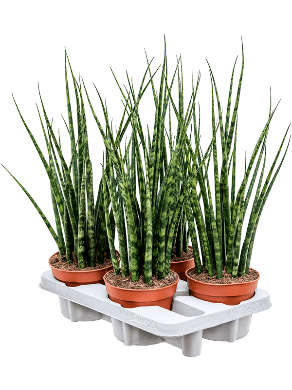 Planta naturala de interior Tuft D20xH60cm Sansevieria cylindrica 'Fernwood Mikado' PS14/11cm in pamant