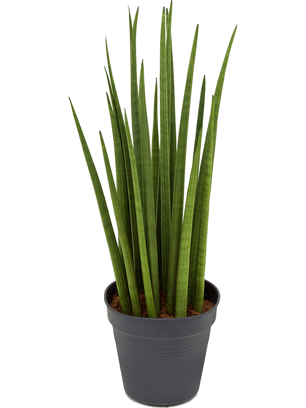 Planta naturala de interior Tuft D20xH60cm Sansevieria cylindrica 'Spikes' PS17/16cm in pamant
