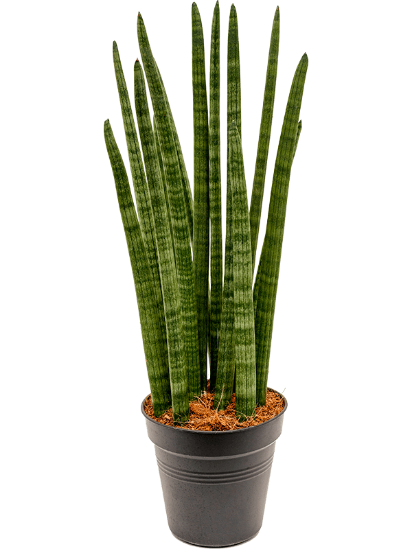 Planta naturala de interior Tuft D20xH60cm Sansevieria cylindrica 'Tower' PS17/16cm in pamant