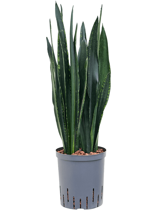 Planta naturala de interior Tuft D20xH60cm Sansevieria trifasciata 'Black Tiger' P18/19cm in hidrogranule