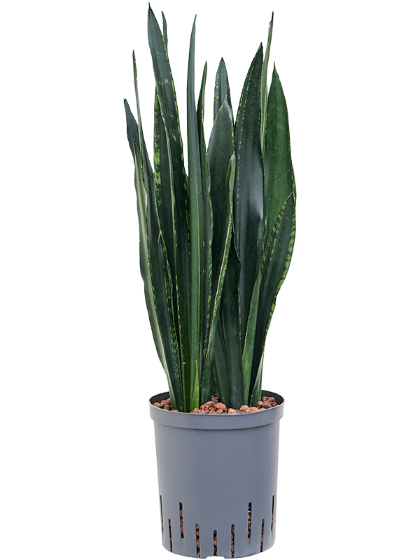 Planta naturala de interior Tuft D20xH60cm Sansevieria trifasciata 'Black Tiger' P18/19cm in hidrogranule