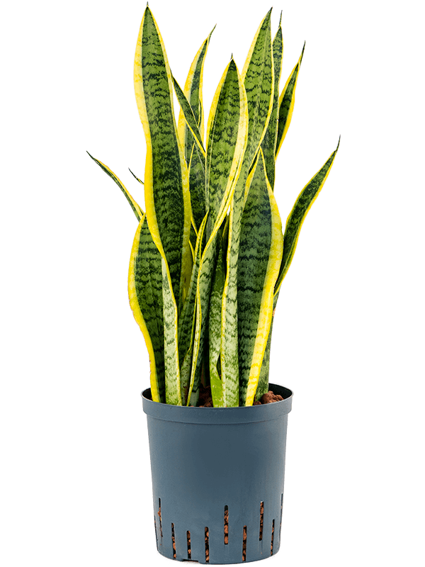 Planta naturala de interior Tuft D20xH60cm Sansevieria trifasciata 'Laurentii' P18/19cm in hidrogranule