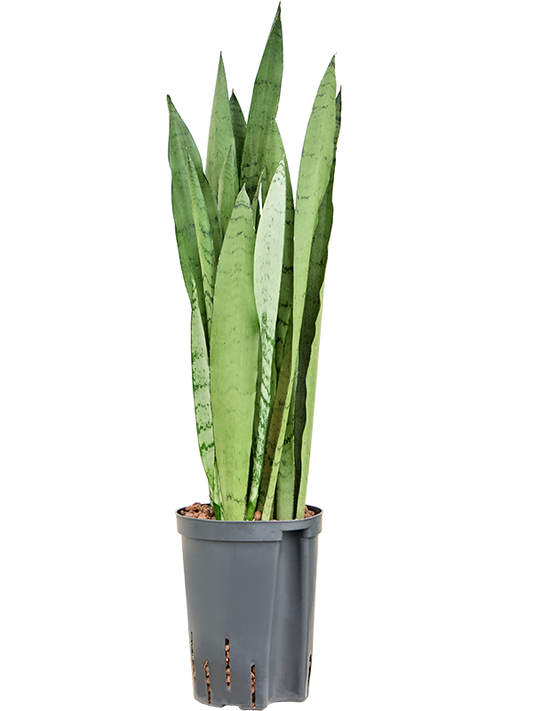 Planta naturala de interior Tuft D20xH60cm Sansevieria trifasciata 'Silver Mist' P15/19cm in hidrogranule