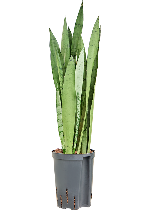 Planta naturala de interior Tuft D20xH60cm Sansevieria trifasciata 'Silver Mist' P15/19cm in hidrogranule
