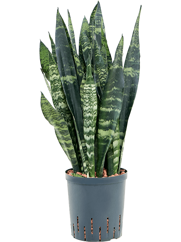 Planta naturala de interior Tuft D20xH65cm Sansevieria trifasciata 'Black Coral' P18/19cm in hidrogranule