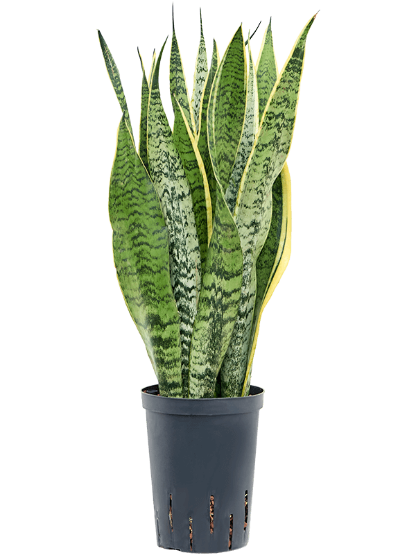 Planta naturala de interior Tuft D20xH70cm Sansevieria trifasciata 'Laurentii' P15/19cm in hidrogranule