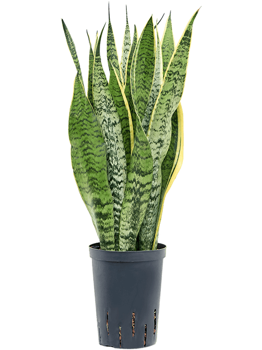 Planta naturala de interior Tuft D20xH70cm Sansevieria trifasciata 'Laurentii' P15/19cm in hidrogranule