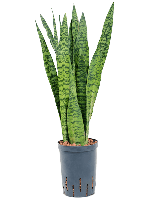 Planta naturala de interior Tuft D20xH70cm Sansevieria zeylanica P15/19cm in hidrogranule