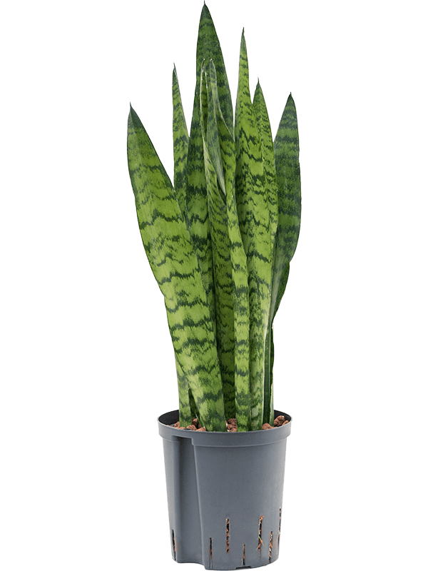 Planta naturala de interior Tuft D20xH80cm Sansevieria zeylanica P18/19cm in hidrogranule