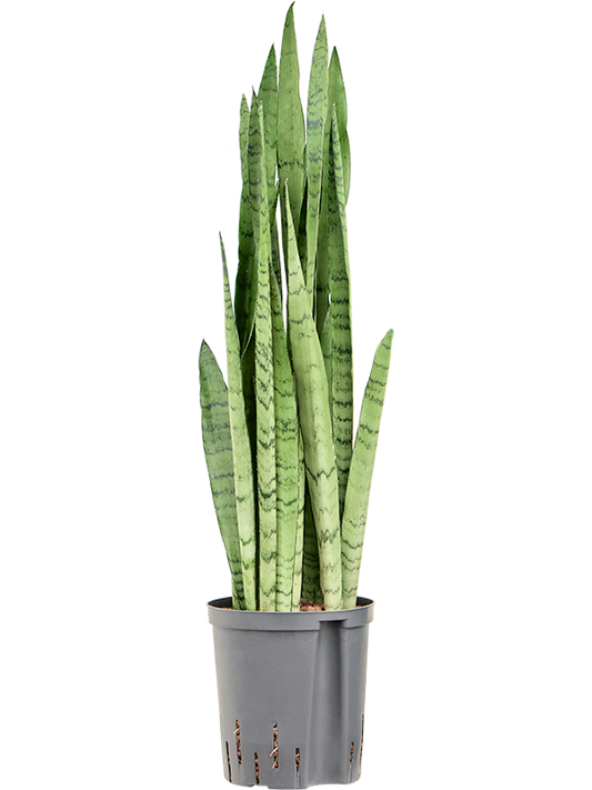 Planta naturala de interior Tuft D20xH75cm Sansevieria trifasciata 'Silver Mist' P18/19cm in hidrogranule