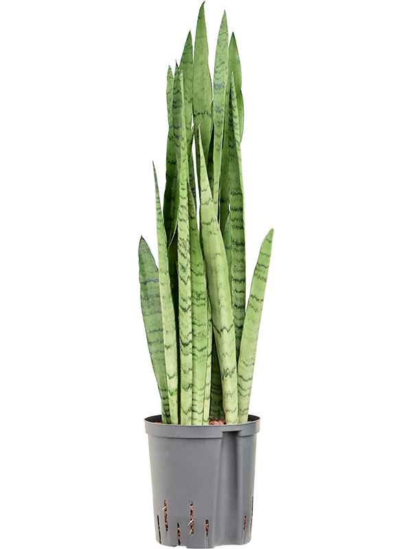 Planta naturala de interior Tuft D20xH75cm Sansevieria trifasciata 'Silver Mist' P18/19cm in hidrogranule