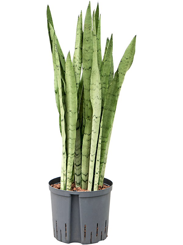 Planta naturala de interior Tuft D20xH75cm Sansevieria trifasciata 'Silver Mist' P22/19cm in hidrogranule