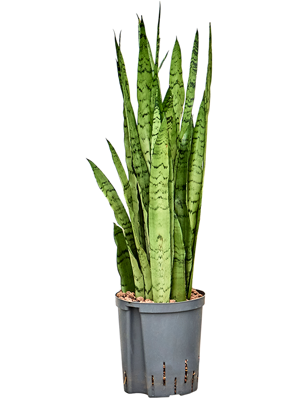 Planta naturala de interior Tuft D20xH80cm Sansevieria trifasciata 'Silver Mist' P18/19cm in hidrogranule