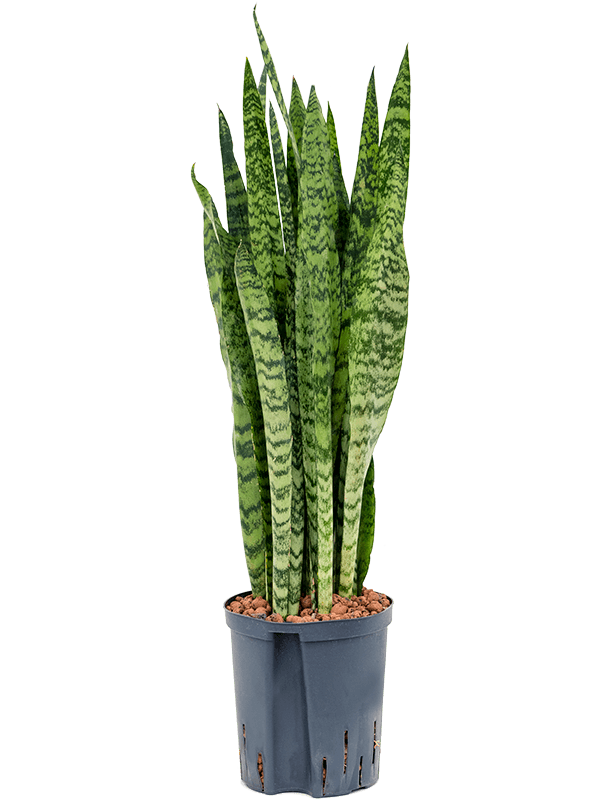 Planta naturala de interior Tuft D20xH85cm Sansevieria zeylanica P18/19cm in hidrogranule