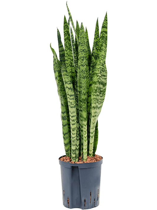 Planta naturala de interior Tuft D20xH85cm Sansevieria zeylanica P18/19cm in hidrogranule