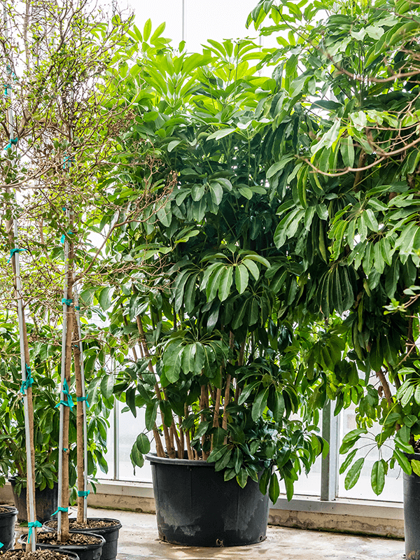 Planta naturala de interior Tuft D225xH375cm Schefflera actinophylla 'Amate' PS110/68cm in pamant