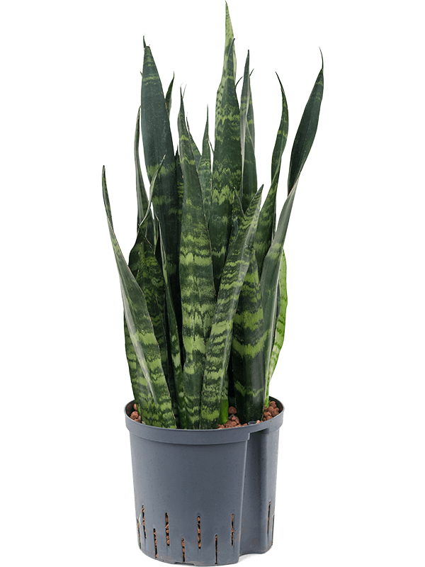 Planta naturala de interior Tuft D22xH65cm Sansevieria trifasciata 'Black Coral' P22/19cm in hidrogranule