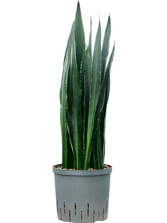 Planta naturala de interior Tuft D22xH75cm Sansevieria trifasciata 'Black Tiger' P22/19cm in hidrogranule