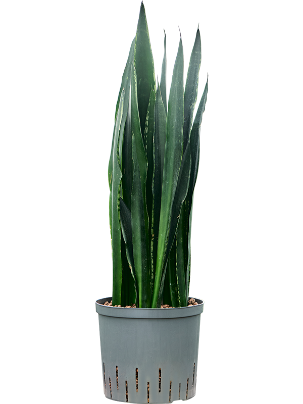 Planta naturala de interior Tuft D22xH75cm Sansevieria trifasciata 'Black Tiger' P22/19cm in hidrogranule