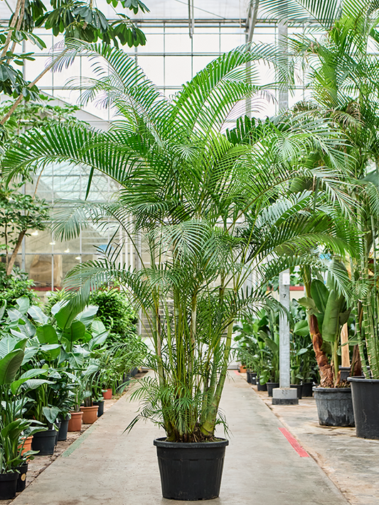 Planta naturala de interior Tuft D250xH400cm Dypsis (Areca) lutescens PS55/44cm in pamant