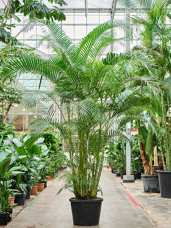 Planta naturala de interior Tuft D250xH400cm Dypsis (Areca) lutescens PS55/44cm in pamant
