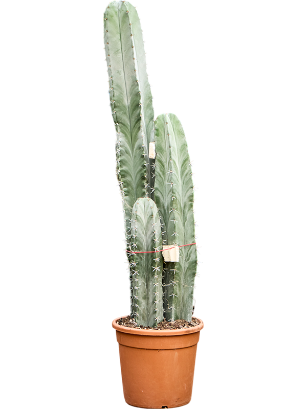 Planta naturala de interior Tuft D25xH130cm Stenocereus pruinosus PS30/28cm in pamant