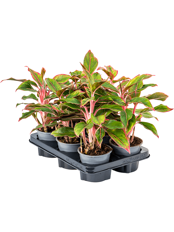 Planta naturala de interior Tuft D25xH25cm Aglaonema 'Crete' PS12/10cm in pamant