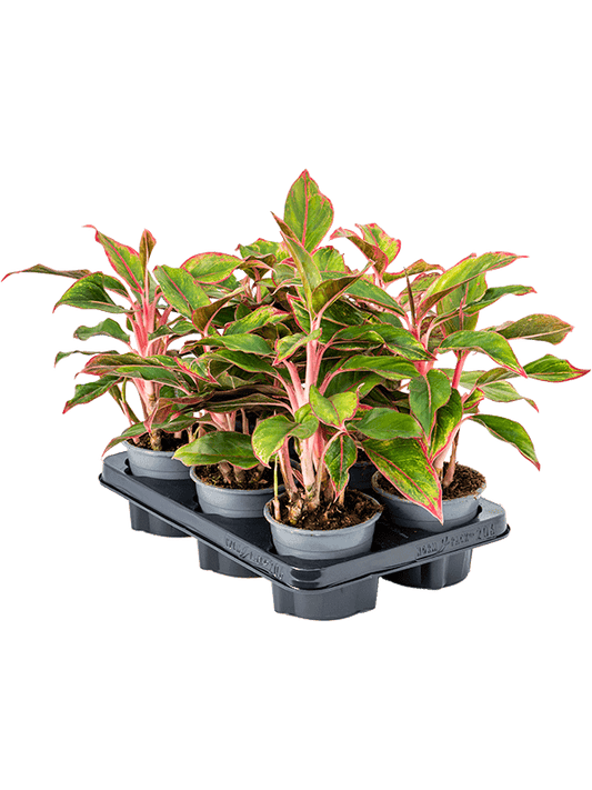 Planta naturala de interior Tuft D25xH25cm Aglaonema 'Crete' PS12/10cm in pamant