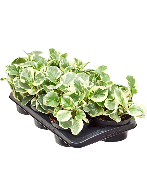 Planta naturala de interior Tuft D25xH25cm Peperomia obtusifolia 'Golden Gate' PS17/10cm in pamant